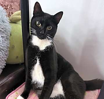 Photo of Cookie