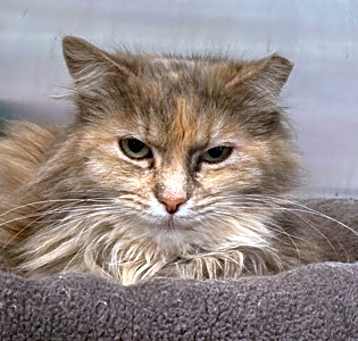 Photo of Munchkin