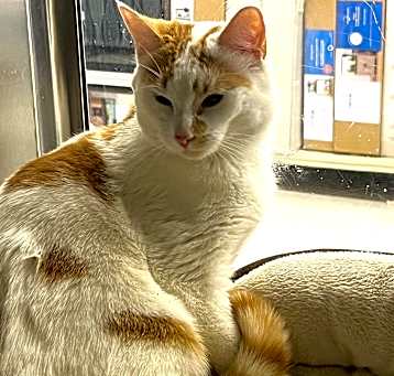 Photo of Snowball