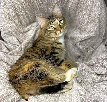 Photo of Alani