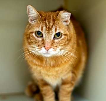 Photo of Gingy