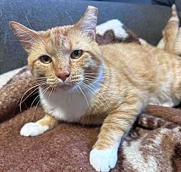 Photo of Briscoe