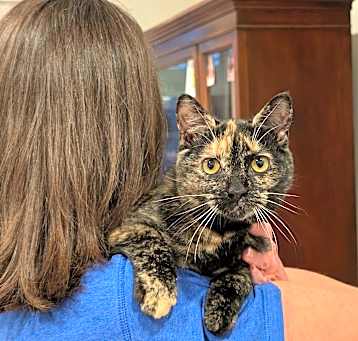 Photo of Arabella-Soft Sweetie
