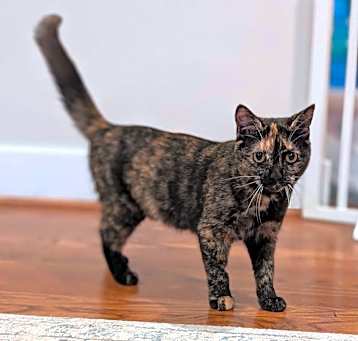 Photo of Arabella 'n Mandarin