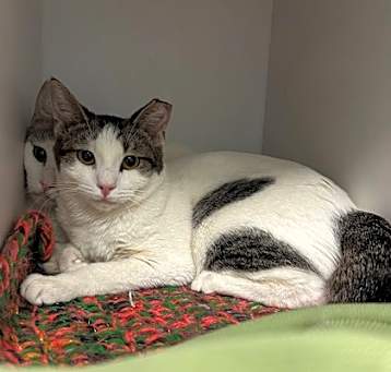 Photo of Nova