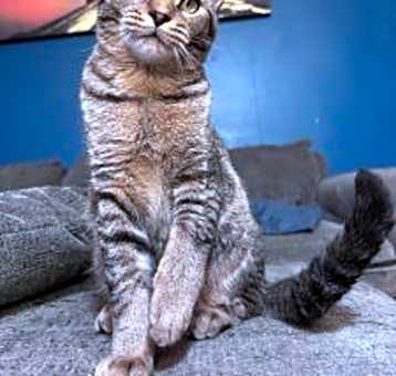 Photo of Snickers