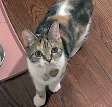Photo of Goldie