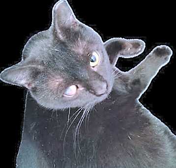 Photo of Onyx