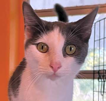 Photo of BANDIT 2
