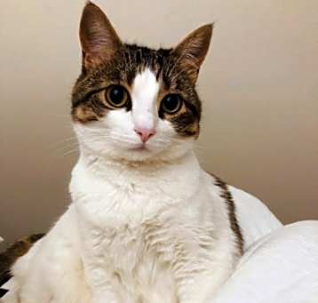 Photo of Lacy