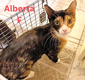 Photo of Alberta