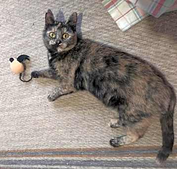 Photo of Dixie