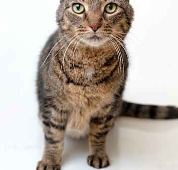 Photo of Smithers