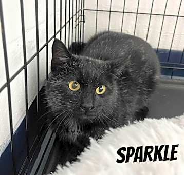 Photo of Sparkle