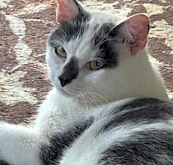Photo of Darcy