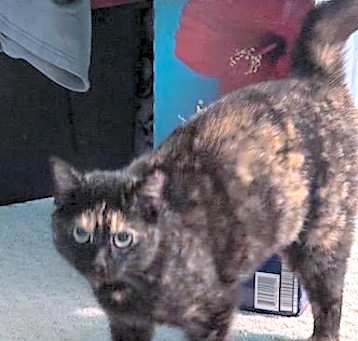 Photo of zz 'Reba' courtesy listing