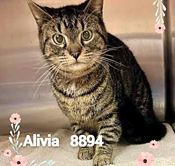 Photo of ALIVIA
