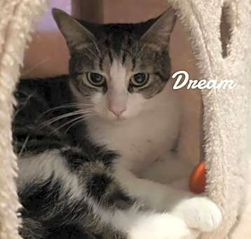 Photo of Dream