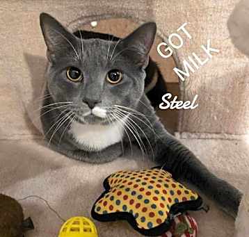 Photo of Steel
