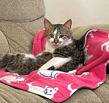 Photo of Dixie
