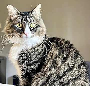 Photo of Daphne
