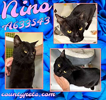 Photo of NINO