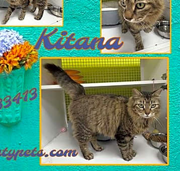 Photo of KITANA