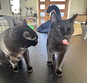 Photo of Mowgli and Soot