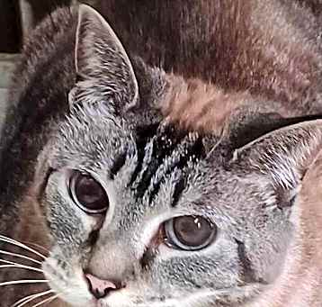 Photo of Sadie