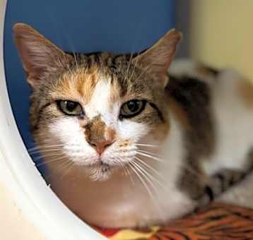 Photo of Callisto