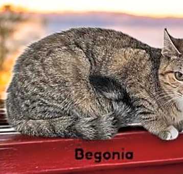 Photo of Begonia