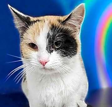 Photo of Scarlet