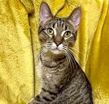 Photo of Idahlia