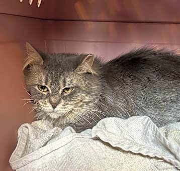 Photo of Neela (Barn Cat)