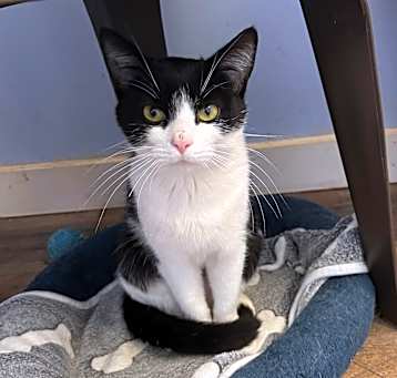 Photo of Nala