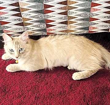 Photo of Dumpling