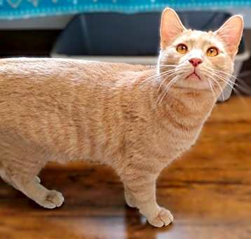 Photo of Boomer