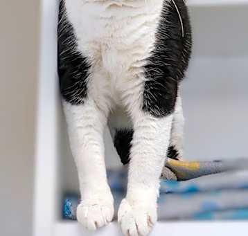 Photo of Lucky