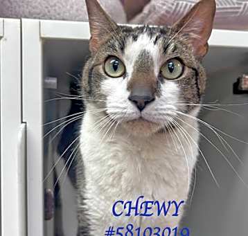Photo of Chewy