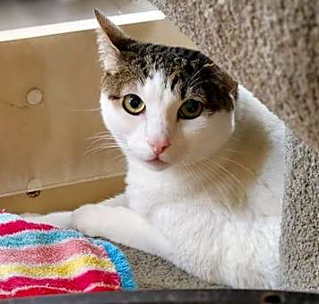 Photo of Maverick