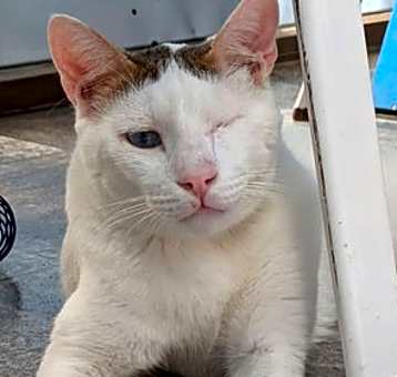 Photo of Ozzy II