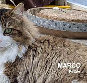 Photo of Marco