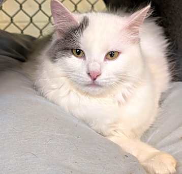 Photo of Angelicat