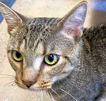 Photo of Catticus