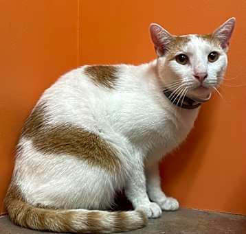 Photo of Colby Cat