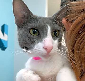 Photo of Sago