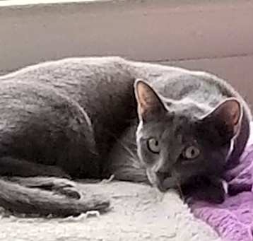 Photo of Pippin