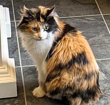 Photo of Mama Cal