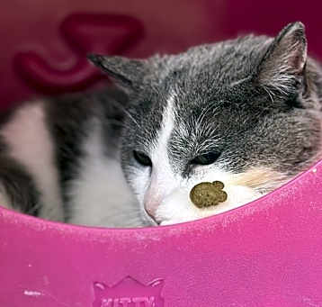 Photo of Willow