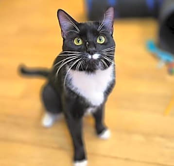 Photo of Knox